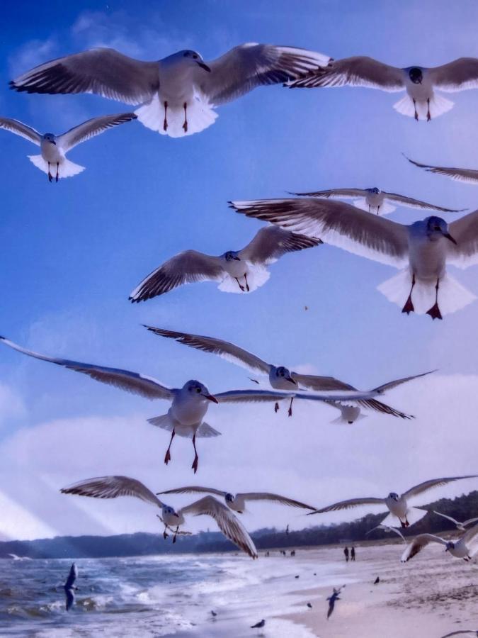 Ich Kenne Ein Haus Am Meer Neuendorf  Экстерьер фото